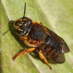 Rhodanthidium