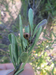 Gymnosporia elliptica