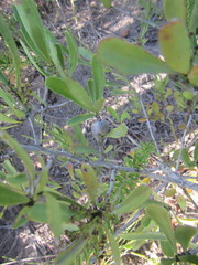Gymnosporia elliptica