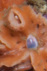 Gibberula dulcis