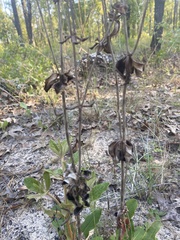 Asclepias amplexicaulis