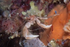 Anapagurus hendersoni