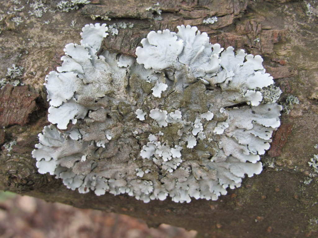 Fine Shield Lichens