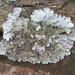 Fine Shield Lichens - Photo (c) Denis Davydov, some rights reserved (CC BY-NC), uploaded by Denis Davydov