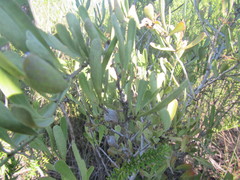 Gymnosporia elliptica