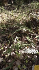 Blechnum punctulatum punctulatum