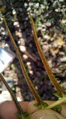 Blechnum punctulatum punctulatum