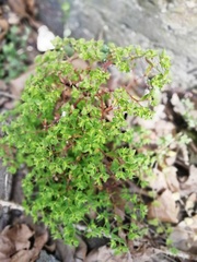 Euphorbia peplus
