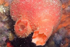Ascidia incrassata