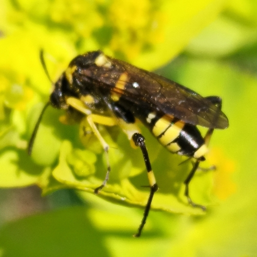 Yellow-spotted Macrophya photo 3