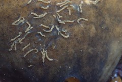 Polydorella