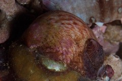 Crepidula porcellana