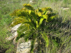 Encephalartos longifolius