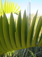 Encephalartos longifolius