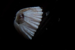 Notomegabalanus algicola