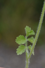 Tordylium apulum