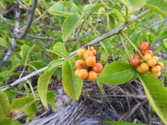 Allophylus puberulus