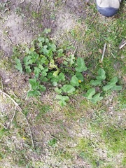 Heracleum sphondylium