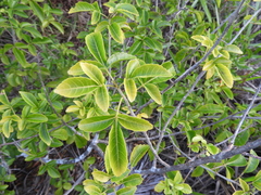 Allophylus puberulus