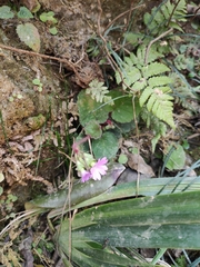 Primula obconica