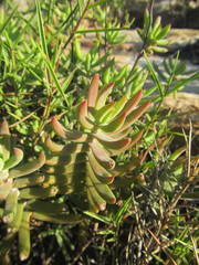 Crassula mollis