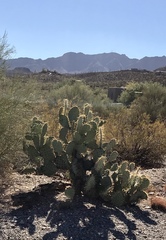 Opuntia engelmannii engelmannii