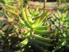 Crassula mollis