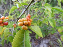 Allophylus puberulus