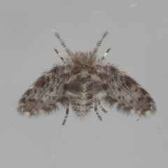 Paramormia ustulata