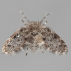Paramormia ustulata