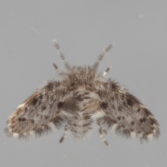 Paramormia ustulata