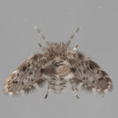 Paramormia ustulata