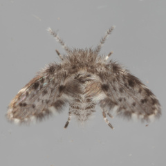 Paramormia ustulata