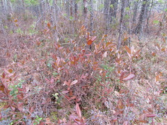 Chamaedaphne calyculata