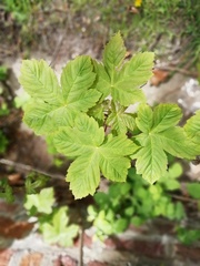 Acer pseudoplatanus