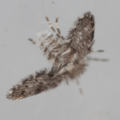 Paramormia ustulata
