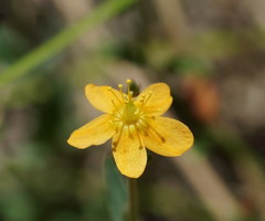 Hypericum gramineum