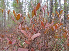 Chamaedaphne calyculata