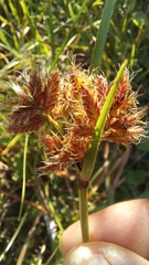 Cyperus mundii