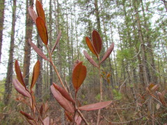 Chamaedaphne calyculata