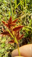Cyperus mundii