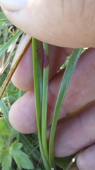 Cyperus mundii