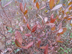 Chamaedaphne calyculata