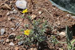 Heterotheca mucronata
