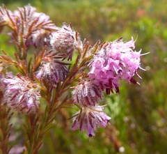 Erica barbigeroides
