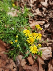 Senecio squalidus