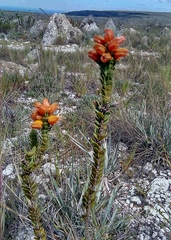 Physocalyx aurantiacus