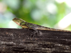 Calotes versicolor