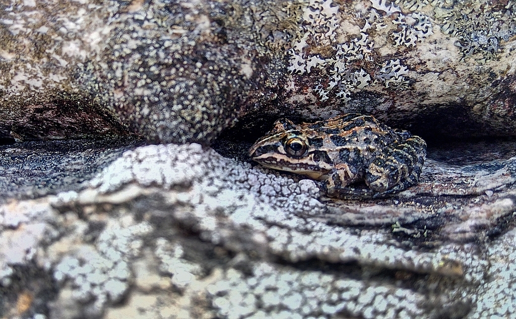 Rabbit-Burrow Frog