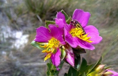 Lavoisiera imbricata